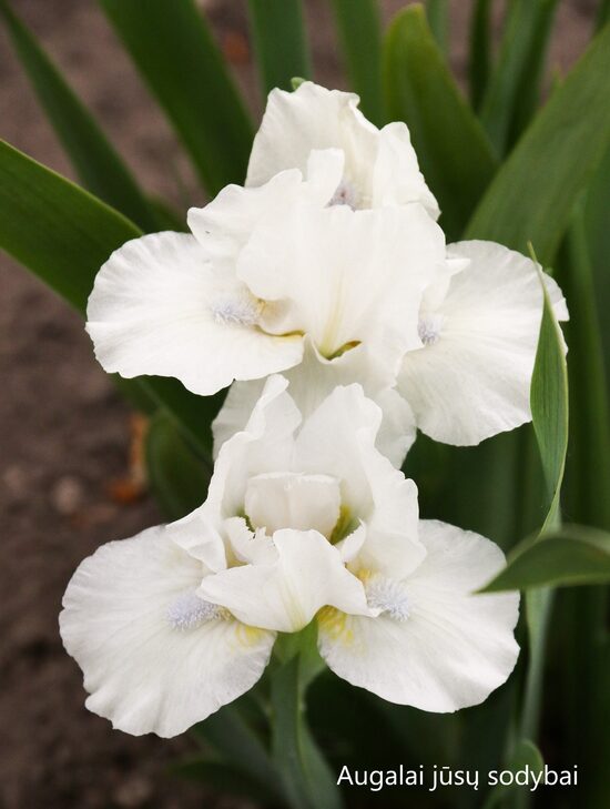 Vilkdalgis (Iris) 'Snow Season'